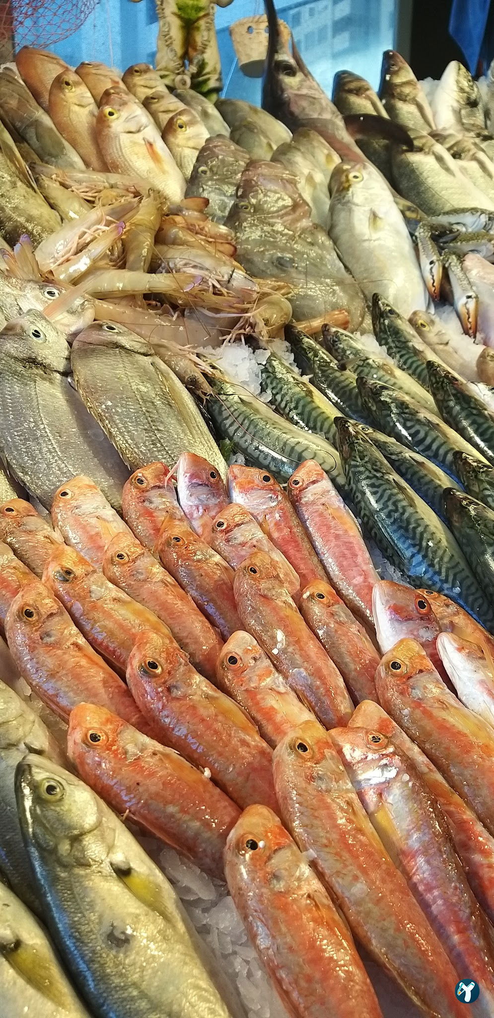 Menekşe Balık