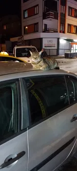 Fırtına Cafe Ahmet Yesevi Şubesi resimleri