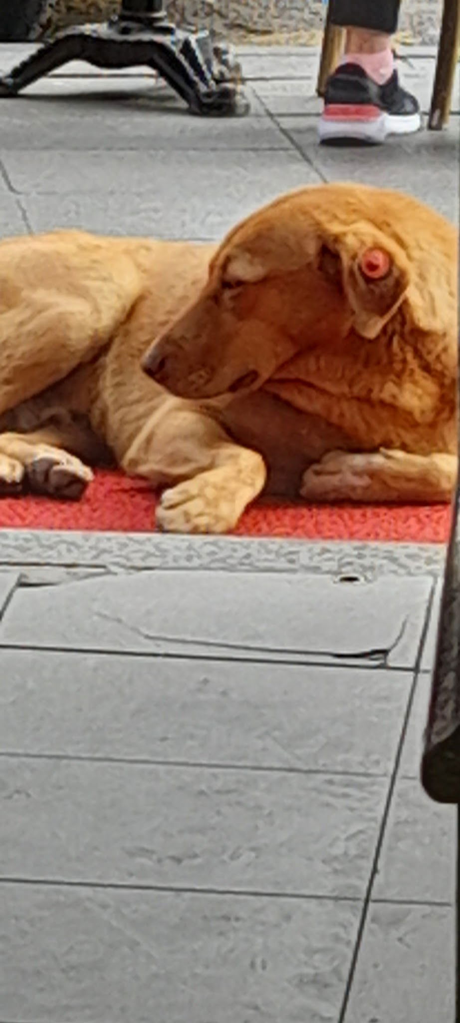 Dogu Karadeniz Pide Sarayi