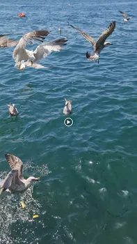 Kai Çengelköy resimleri Kai Çengelköy resimleri