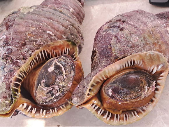 Paki Cafe & Retaurant