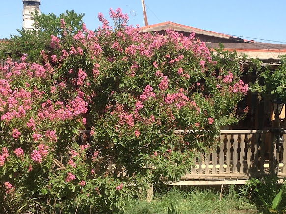 Âlâ Bahçe-Renan Hoşgör