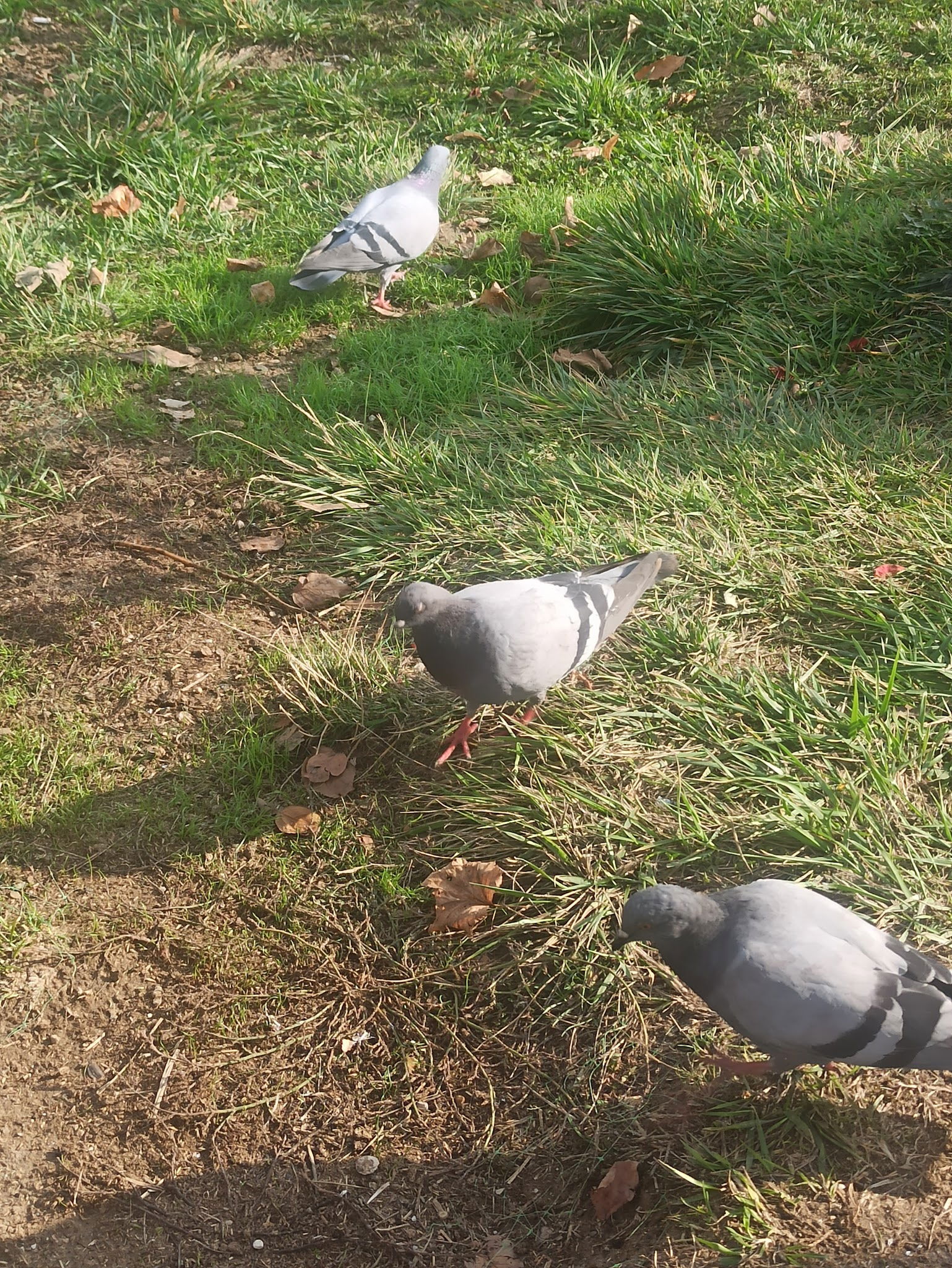 Halk Ekmek Atlantis Cafe