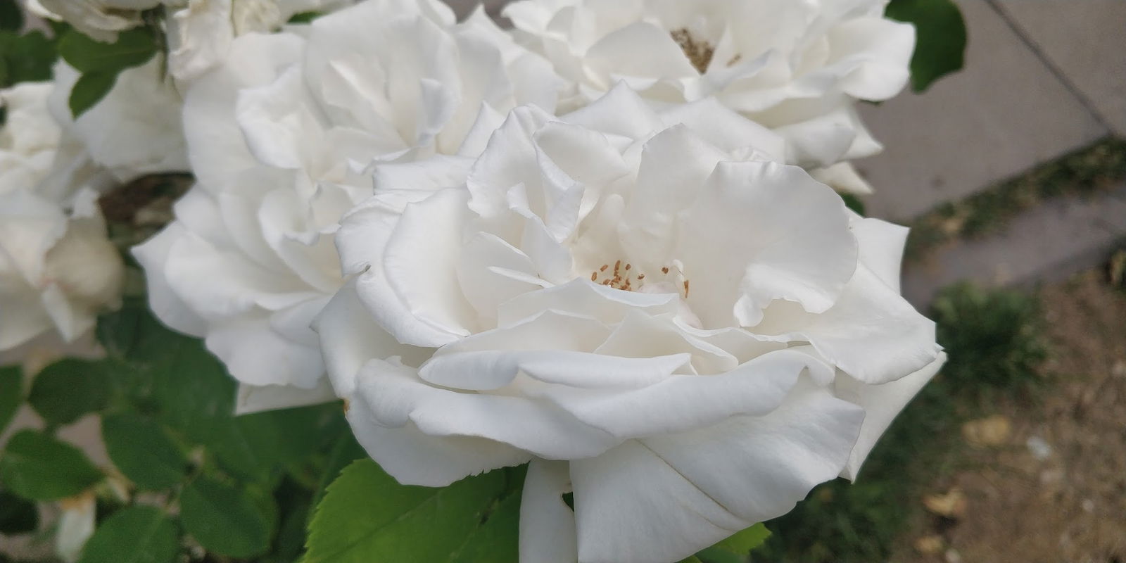 Halk Ekmek Atlantis Cafe