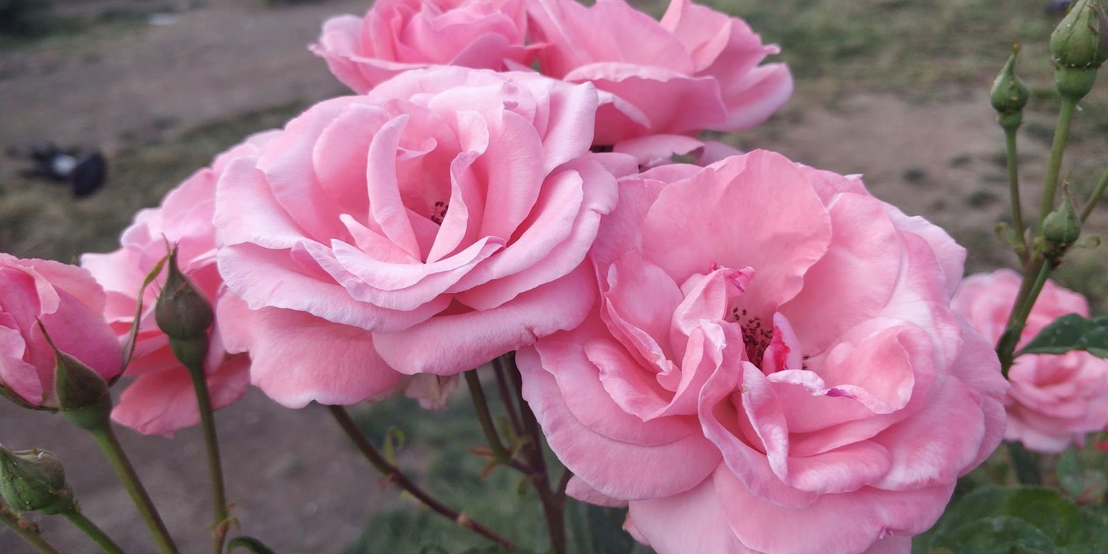 Halk Ekmek Atlantis Cafe