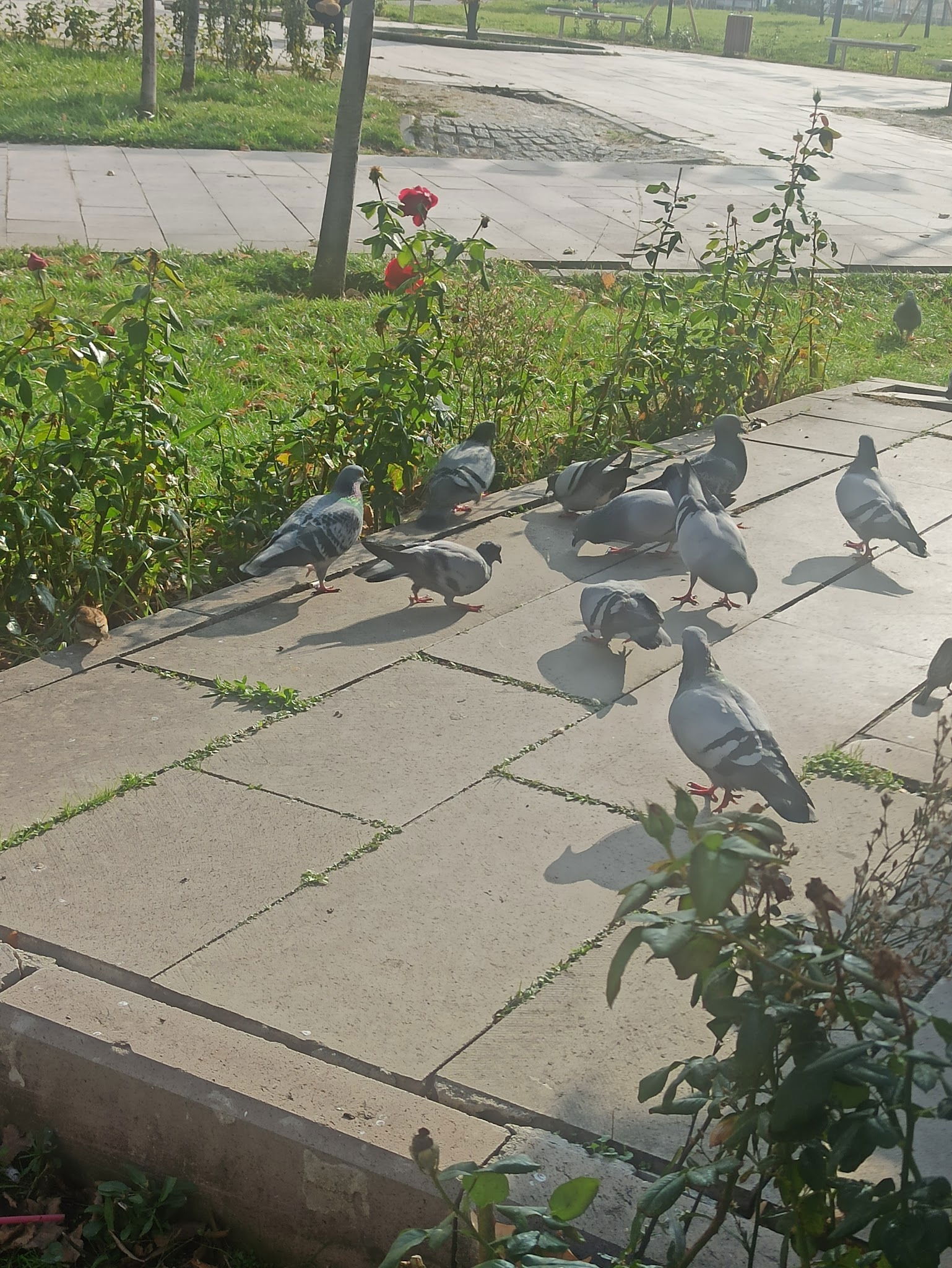 Halk Ekmek Atlantis Cafe