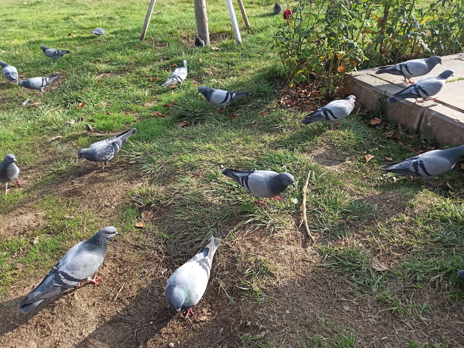 Halk Ekmek Atlantis Cafe