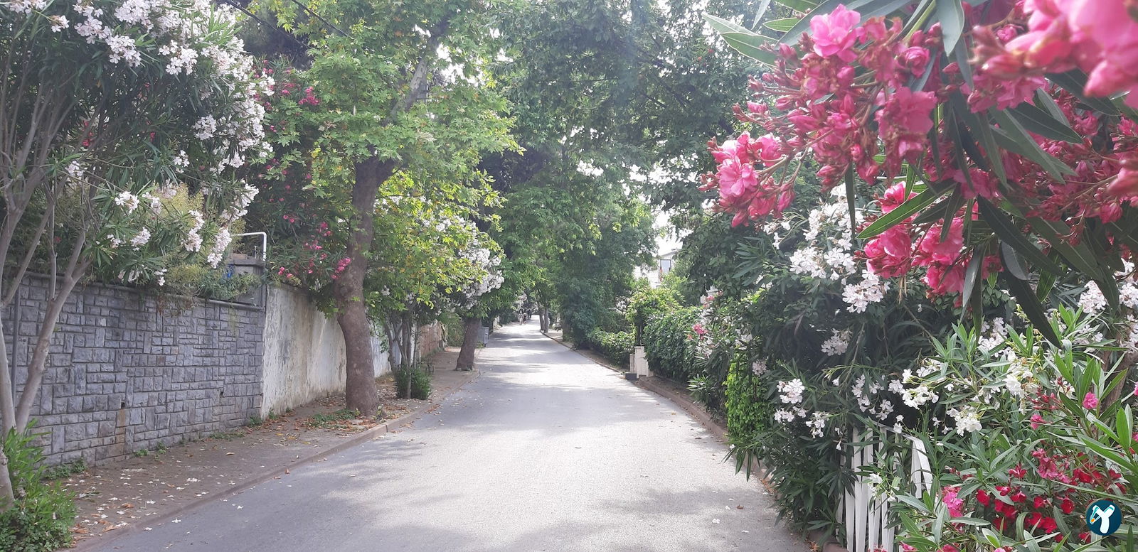 Burgazadası Aya Nikola Çay Bahçesi