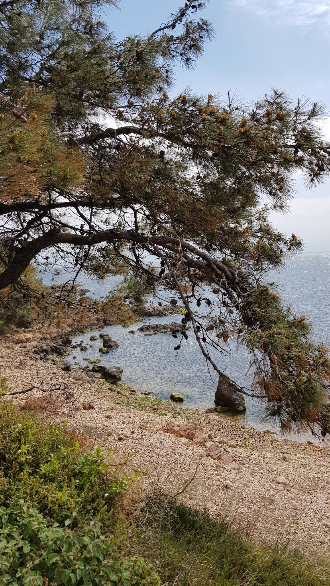 Burgazadası Aya Nikola Çay Bahçesi