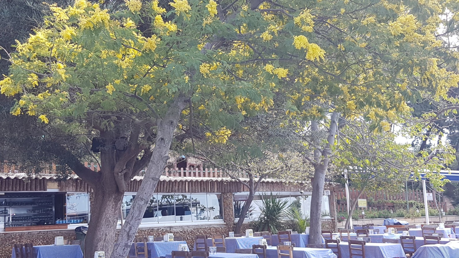 Burgazadası Aya Nikola Çay Bahçesi