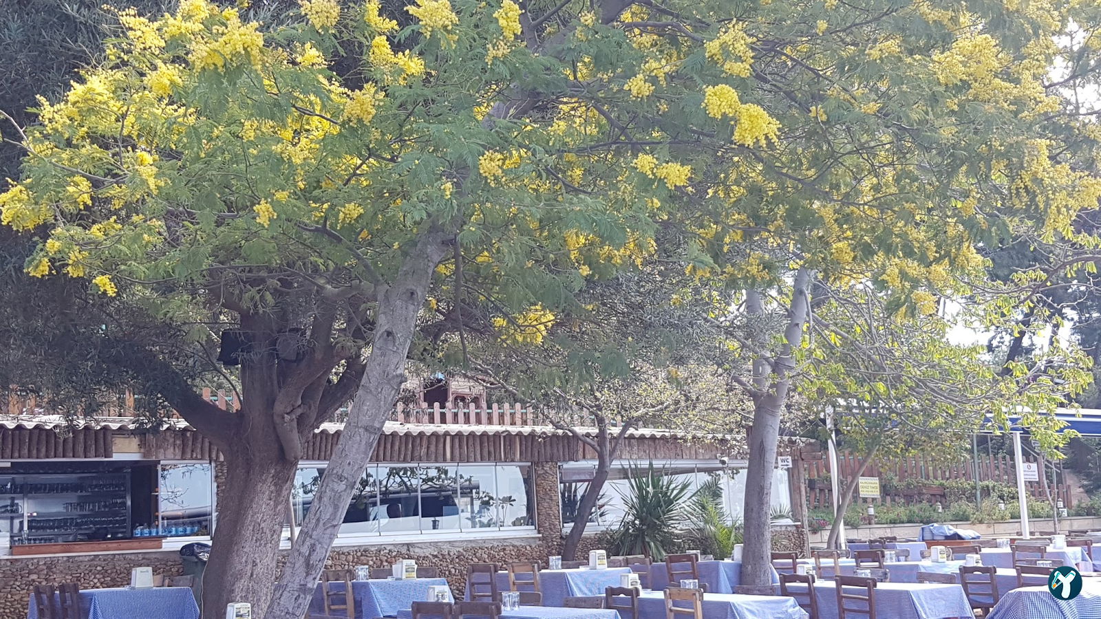 Burgazadası Aya Nikola Çay Bahçesi