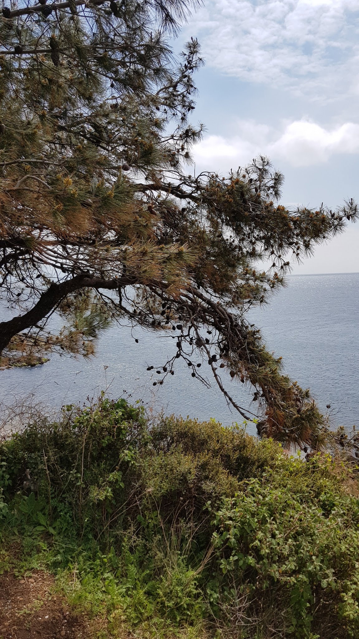 Burgazadası Aya Nikola Çay Bahçesi