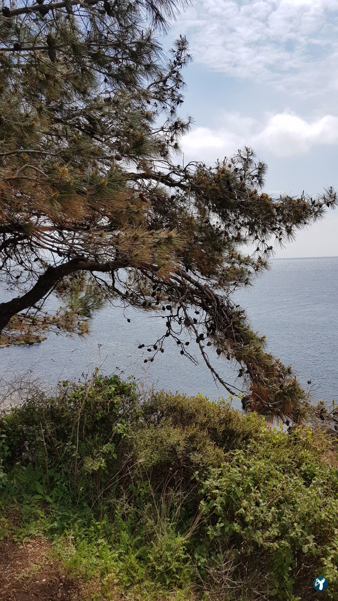 Burgazadası Aya Nikola Çay Bahçesi