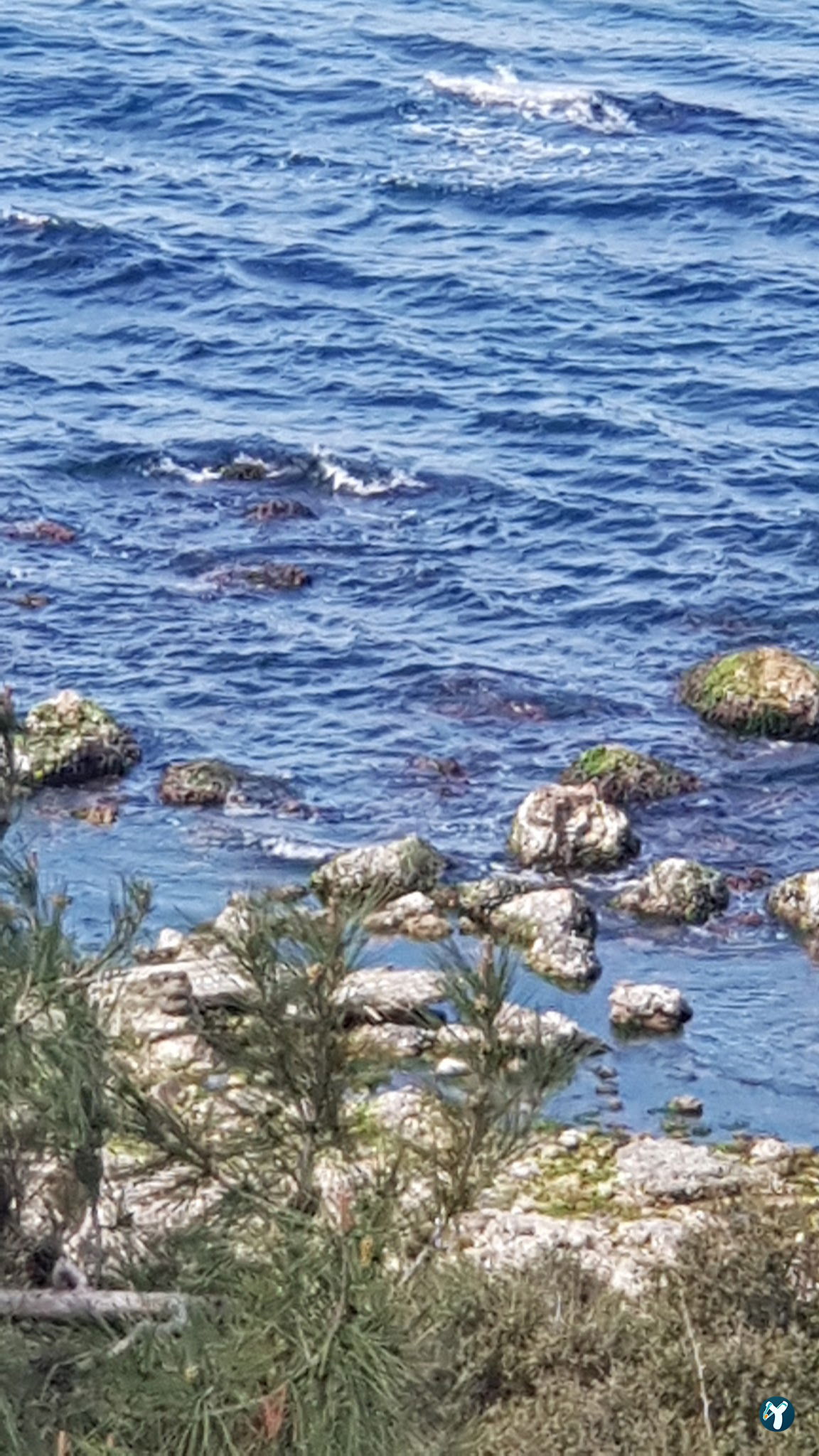 Burgazadası Aya Nikola Çay Bahçesi