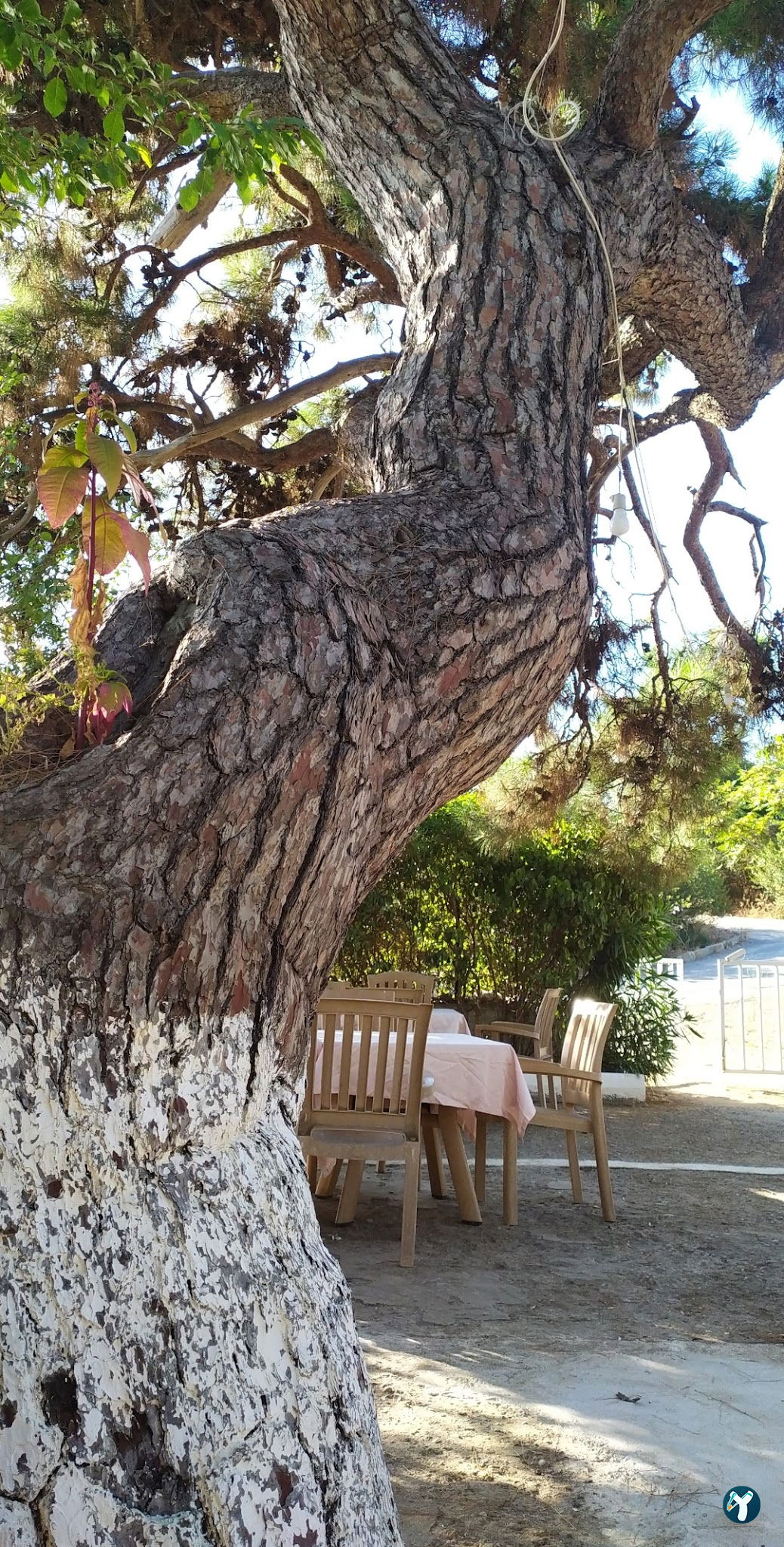 Burgazadası Aya Nikola Çay Bahçesi
