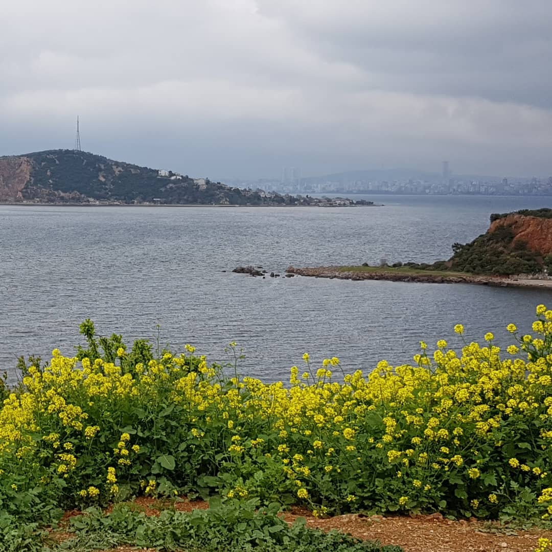Burgazadası Aya Nikola Çay Bahçesi