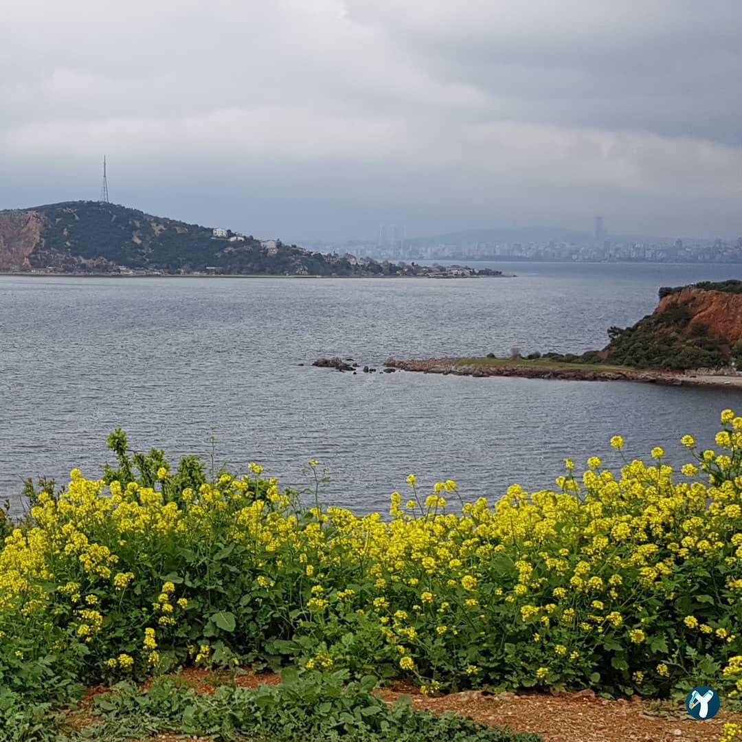 Burgazadası Aya Nikola Çay Bahçesi