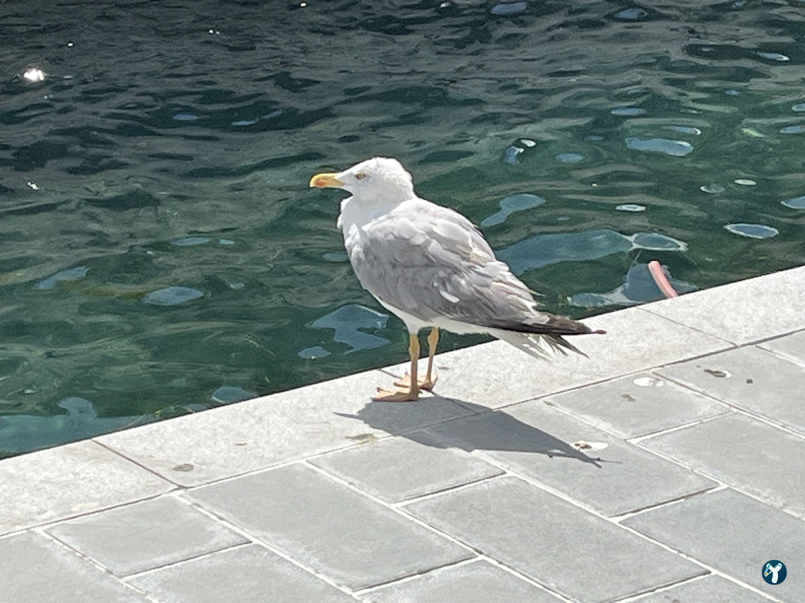 Mado Sariyer