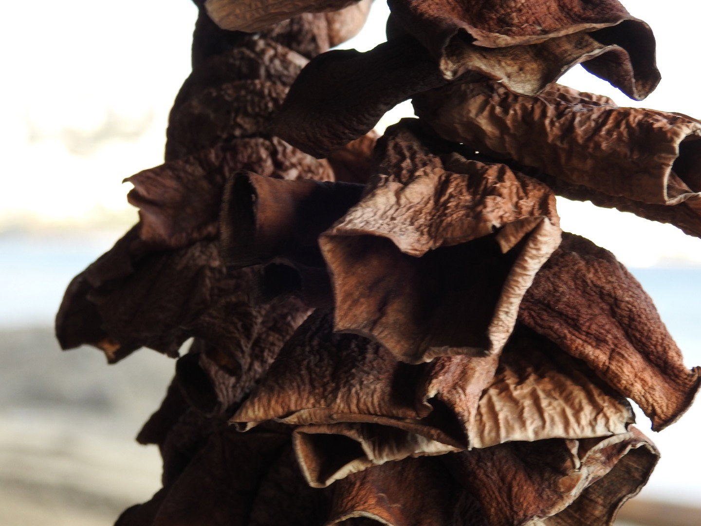 Güneş Restaurant Et & Balik