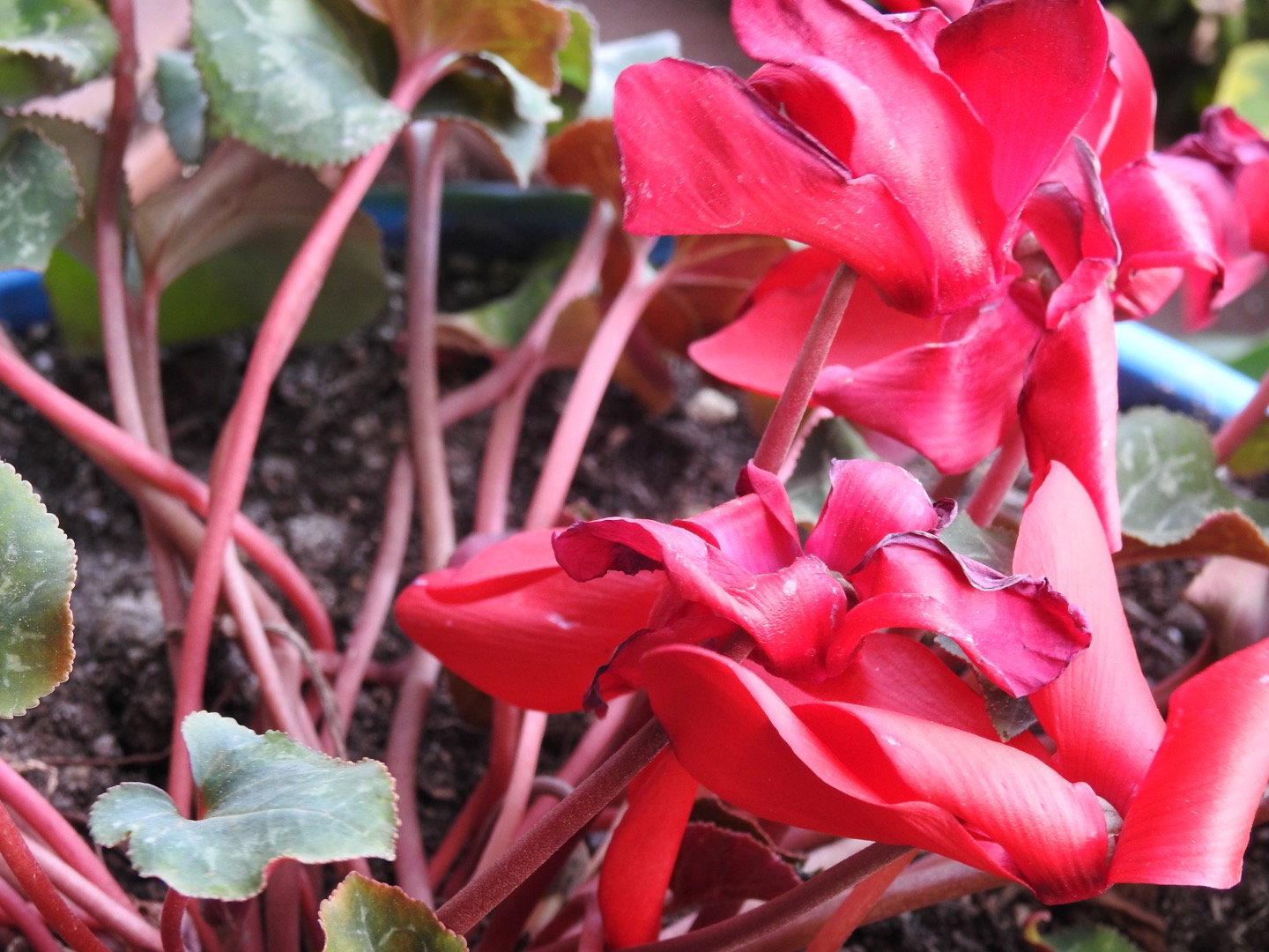 Güneş Restaurant Et & Balik