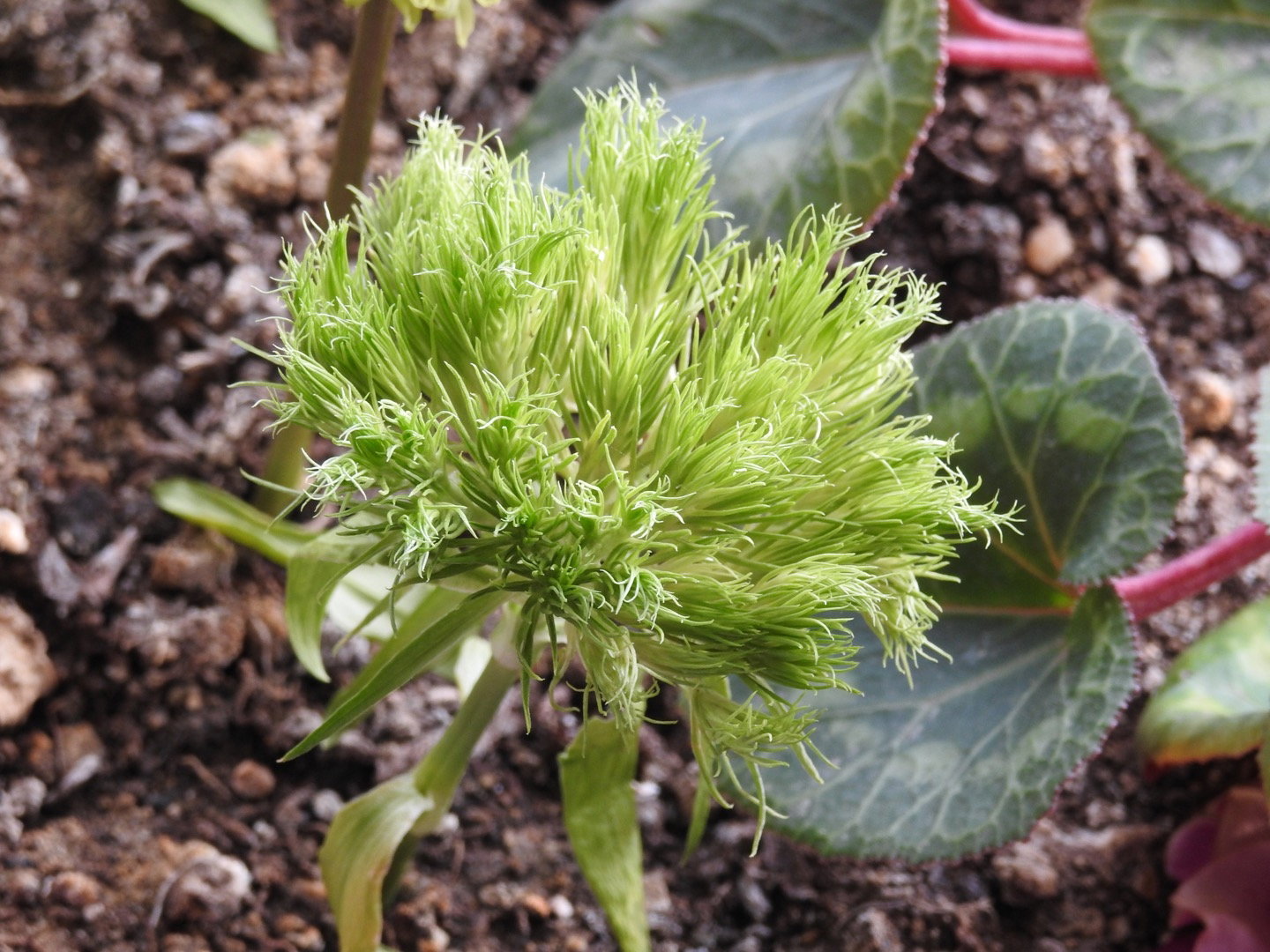 Güneş Restaurant Et & Balik