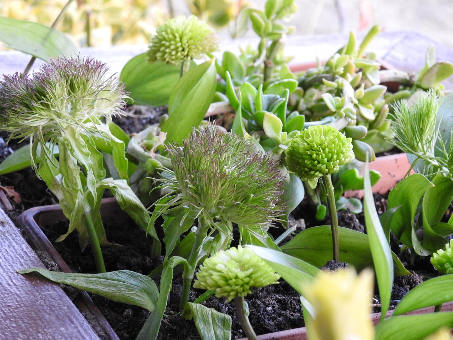 Güneş Restaurant Et & Balik