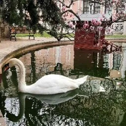 Asil Balık Evi resimleri