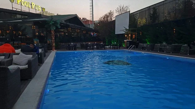 Pool Pub resimleri