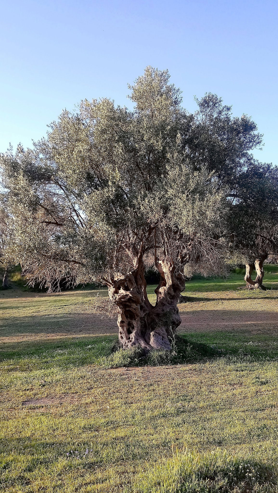 Mahalle Güzelbahçe