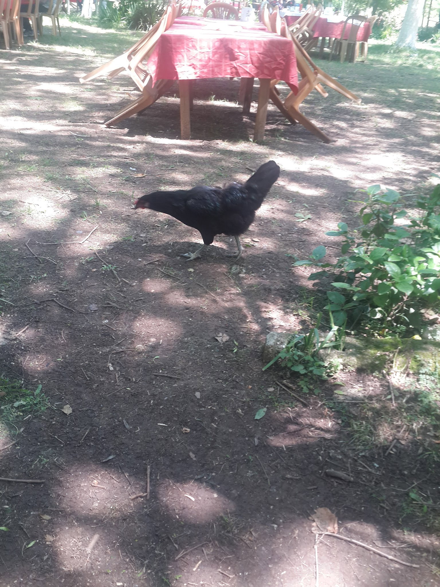 Yeşil Çiftlik Restoran