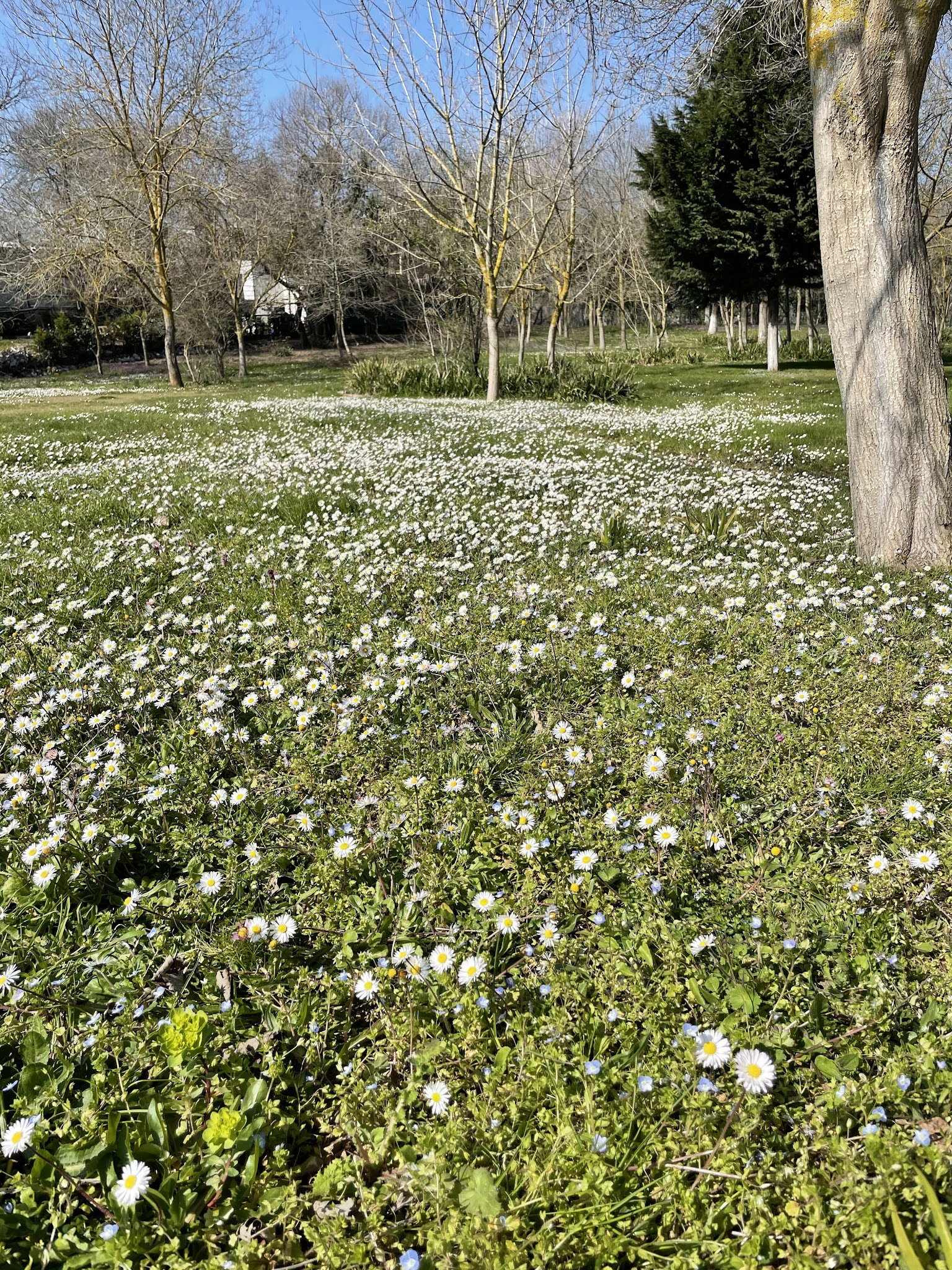 Yeşil Çiftlik Restoran
