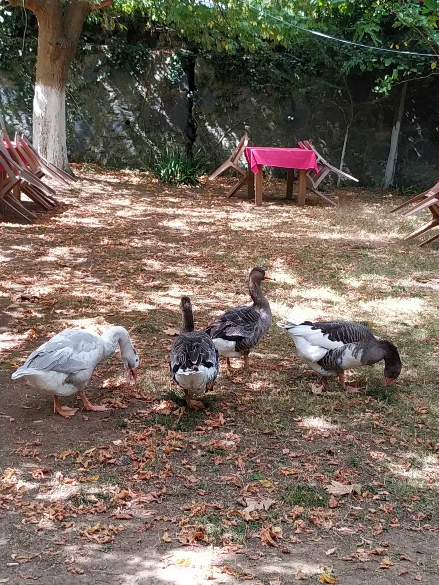 Yeşil Çiftlik Restoran