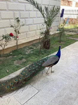 Cuban Culture Café resimleri