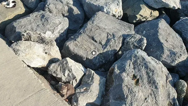 Zeytinburnu Sahil Parkı resimleri Zeytinburnu Sahil Parkı resimleri