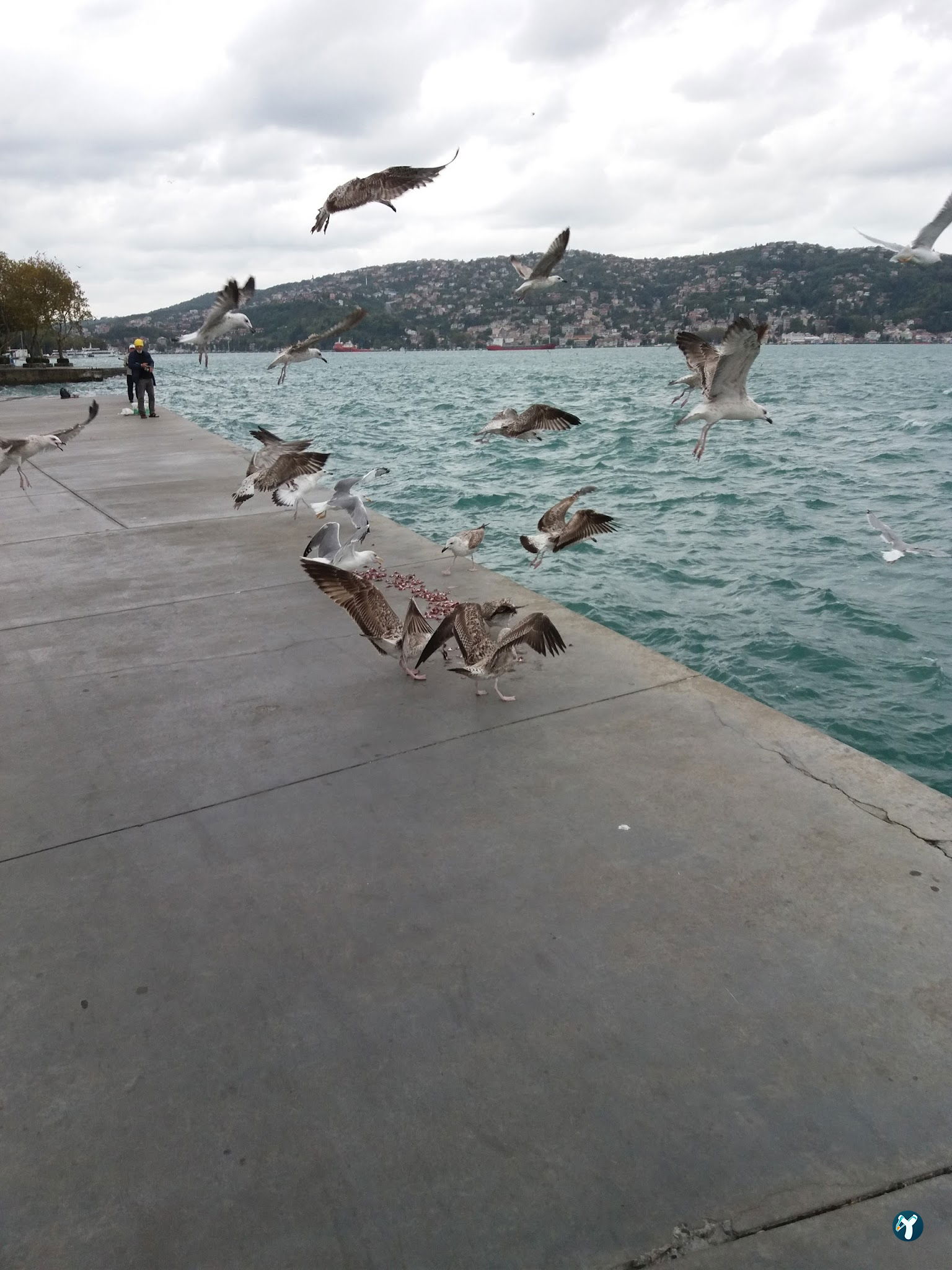 Façyo Balık