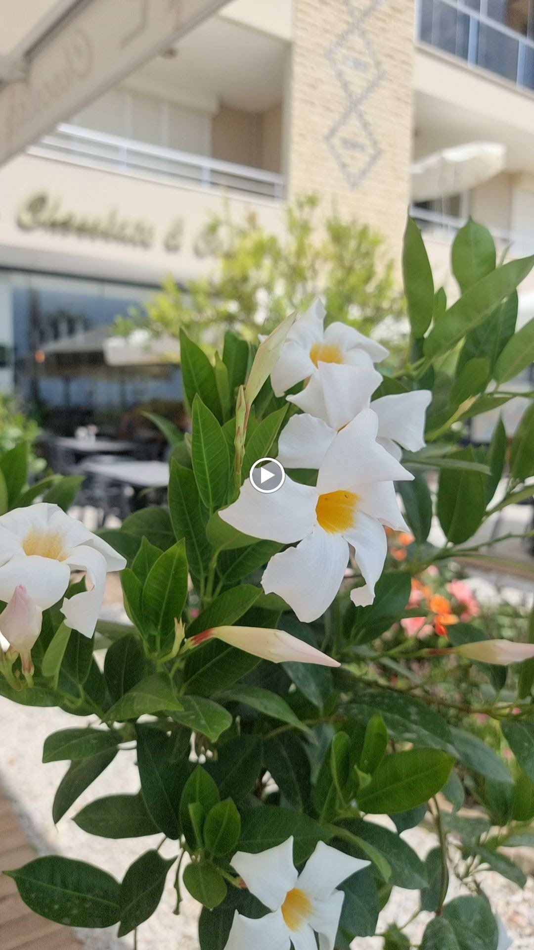 Kodal Chocolate Seaside