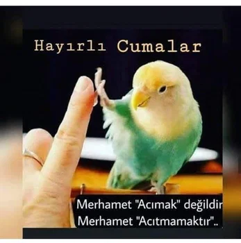 Son Durak Ocakbaşı Kella Paça resimleri