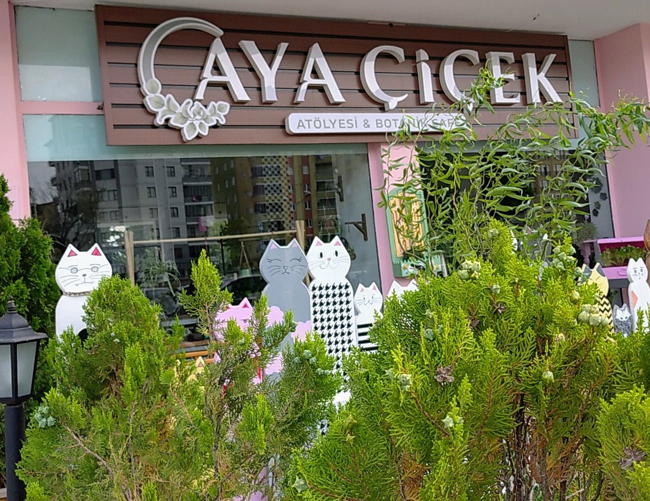 Aya Çiçek Çorum