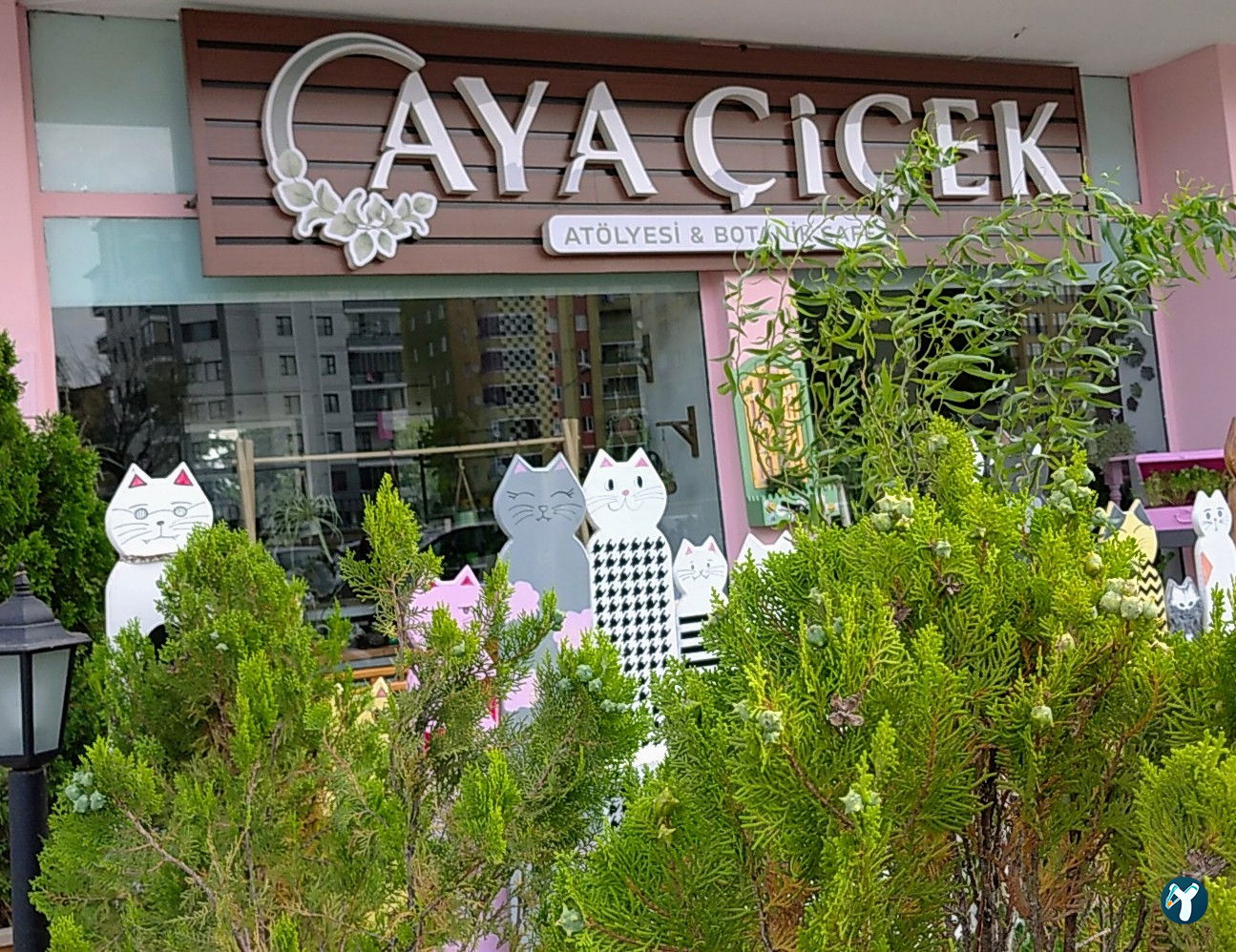 Aya Çiçek Çorum