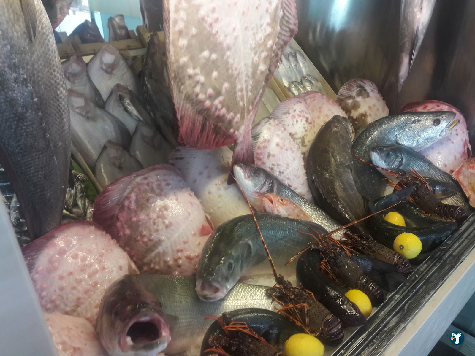 Beluga Fish Gourmet