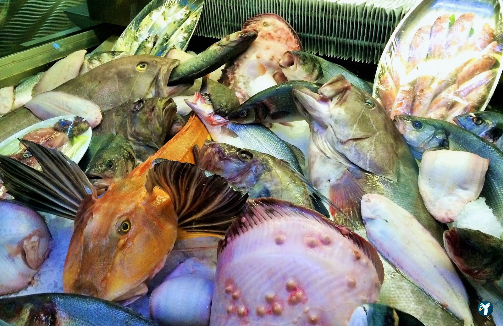 Beluga Fish Gourmet