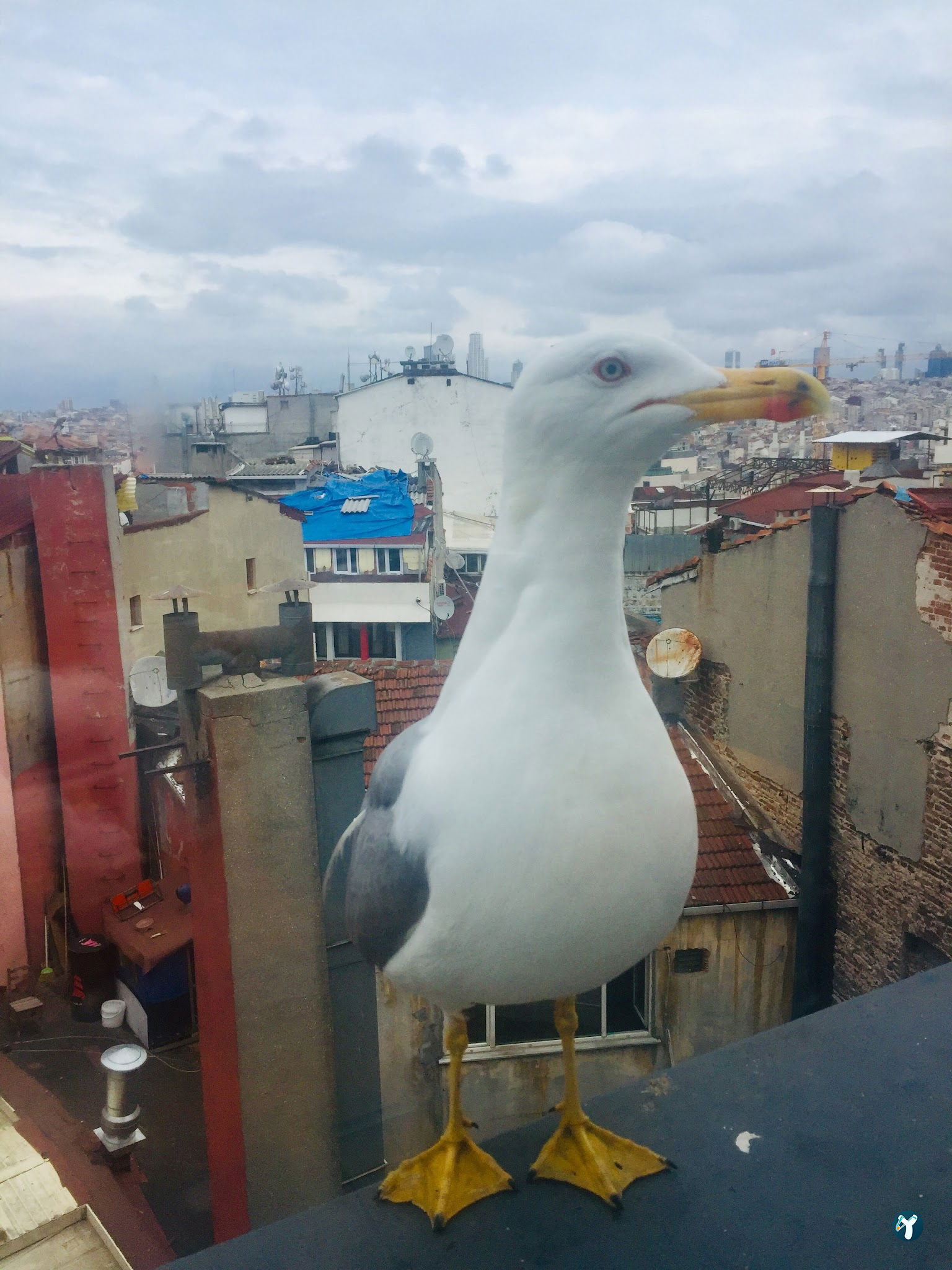 Keyif Nevizade