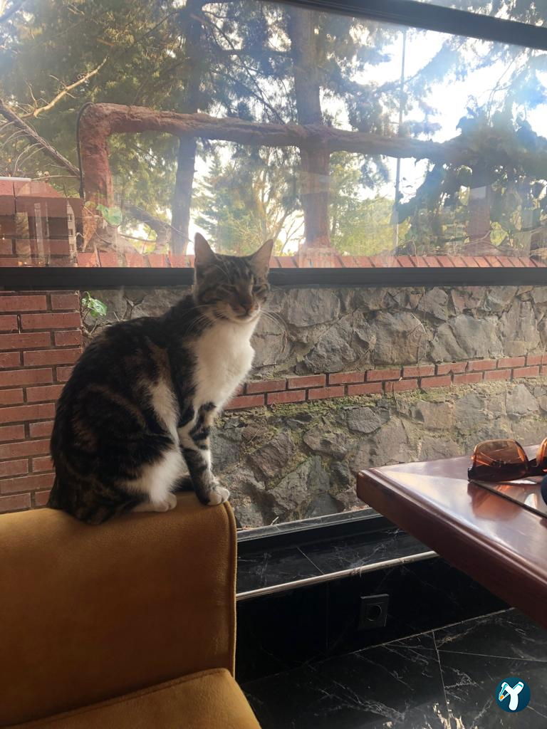 Qubba Concep Esenkent