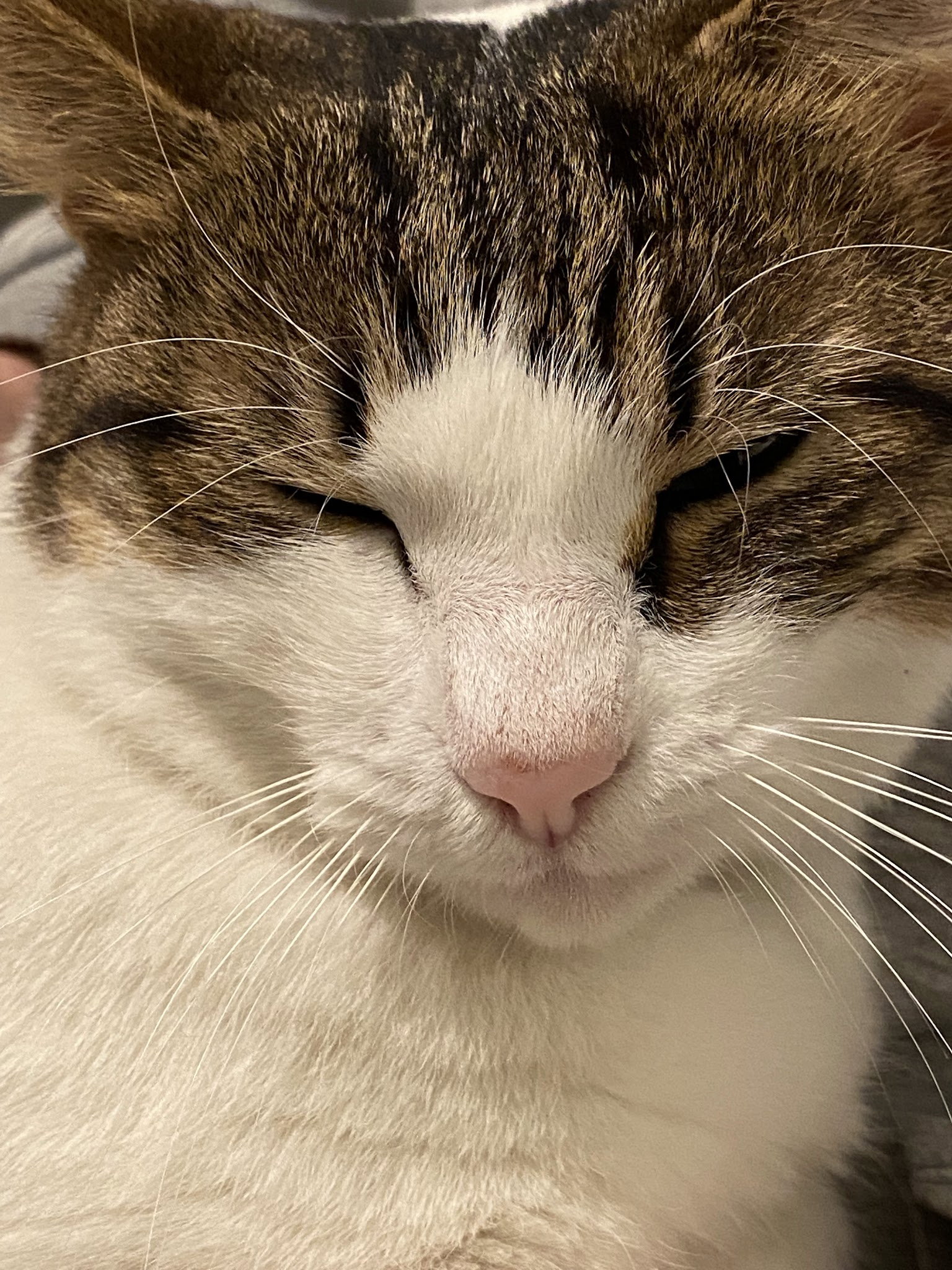 Sütlü Sade Kahve Dükkanı