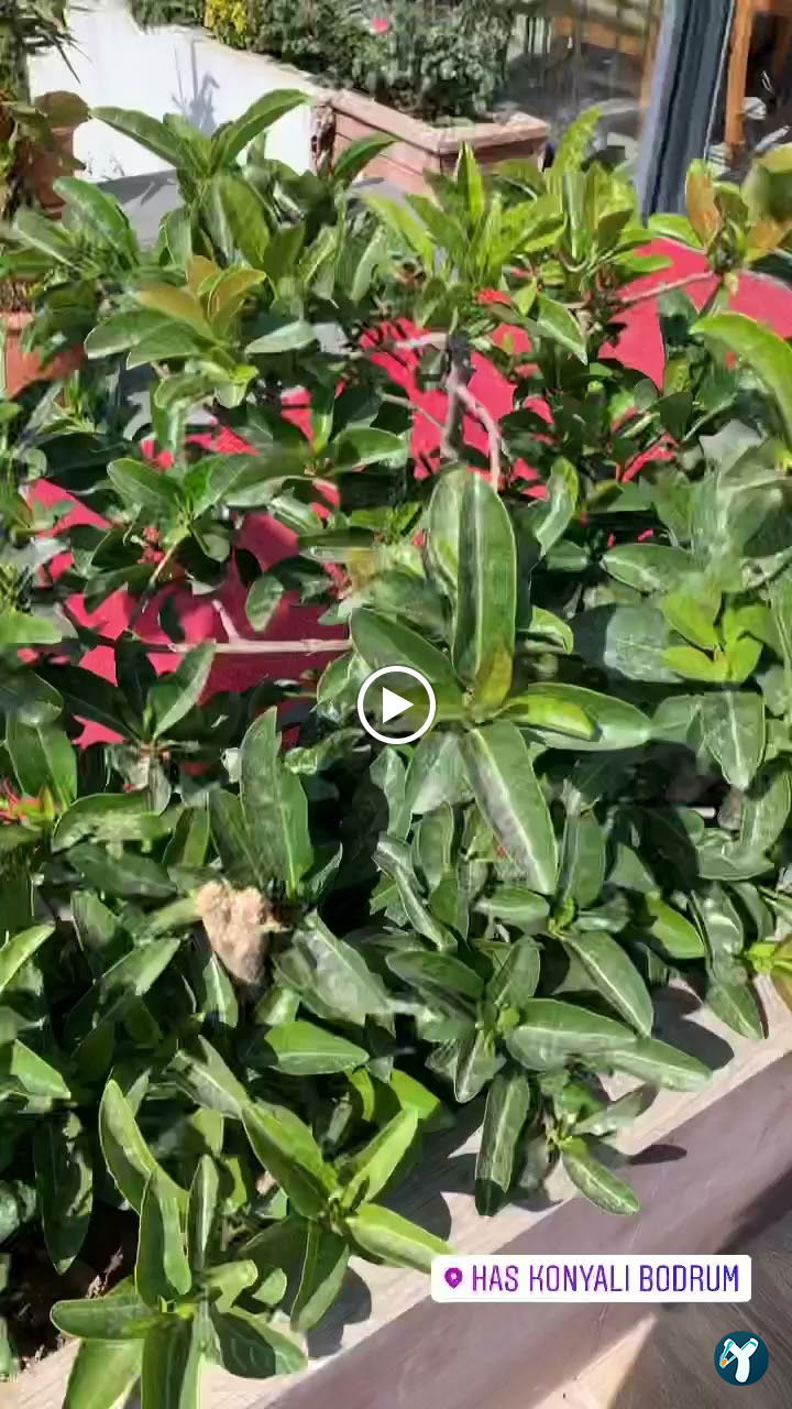 Has Konyalı Gümbet Bodrum