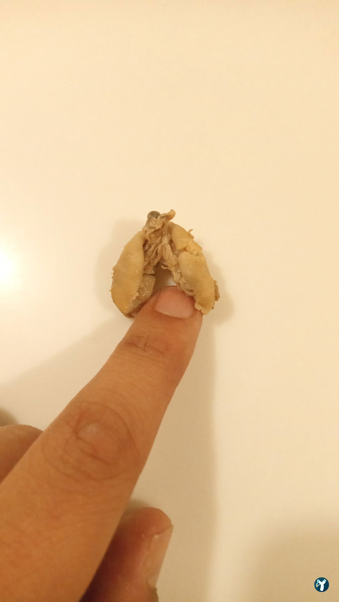 Güngör İşkembe Kellepaça Kebap Salonu