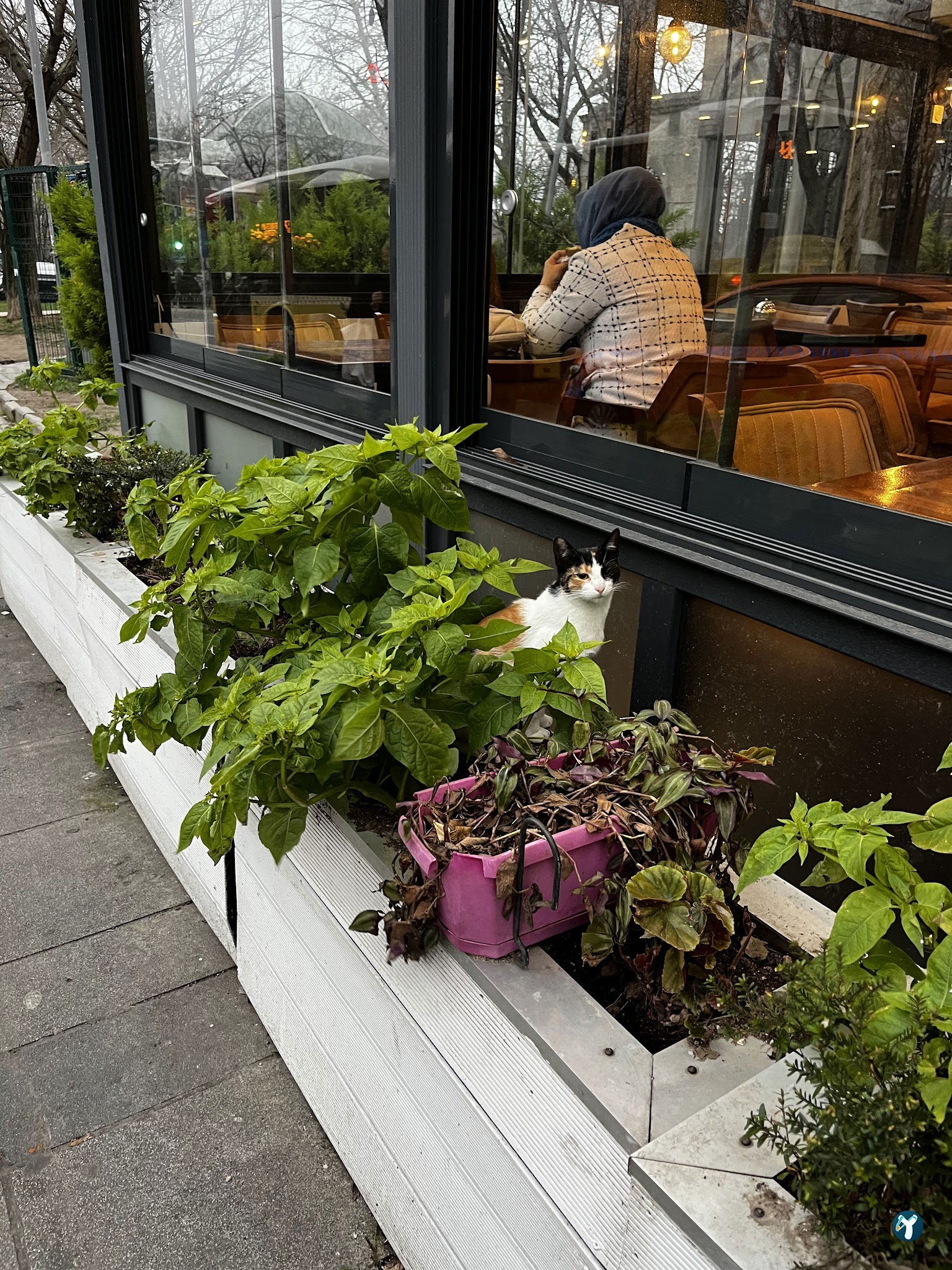 Eylül Cafe