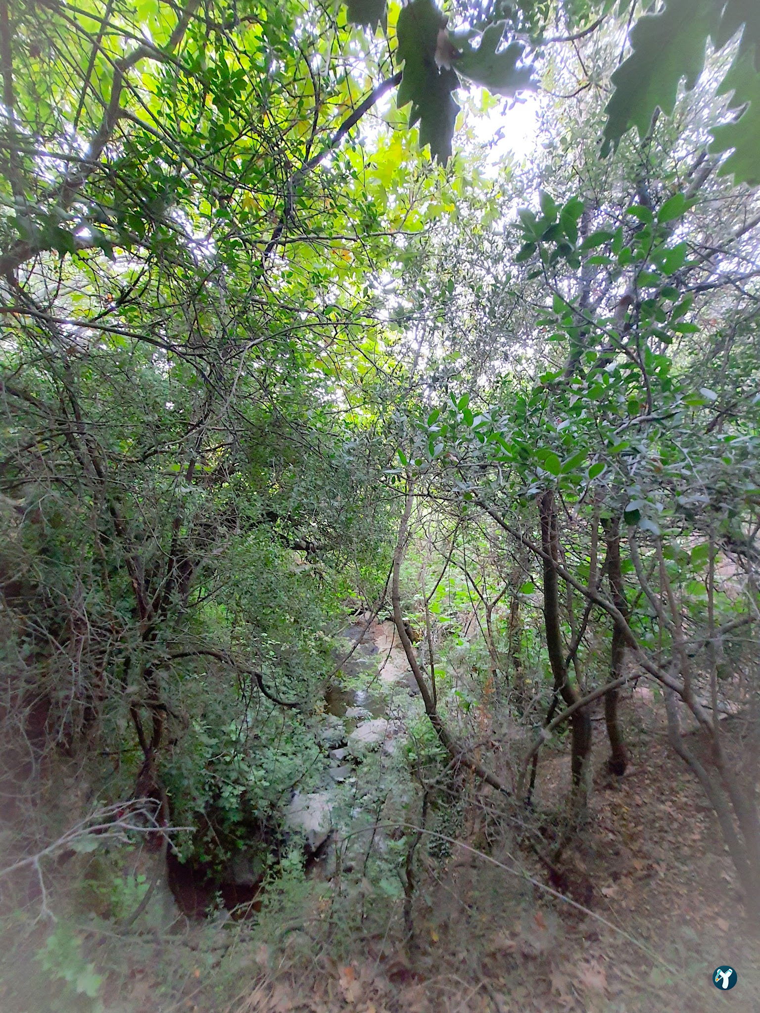 Ece Çağlayanı