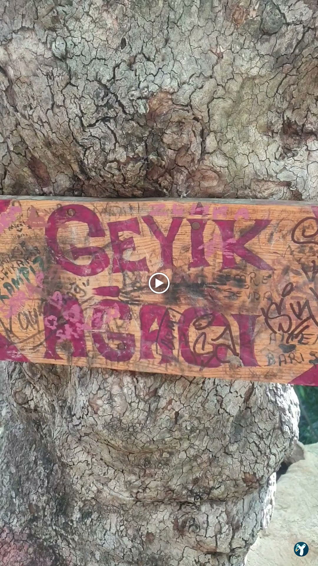 Ece Çağlayanı