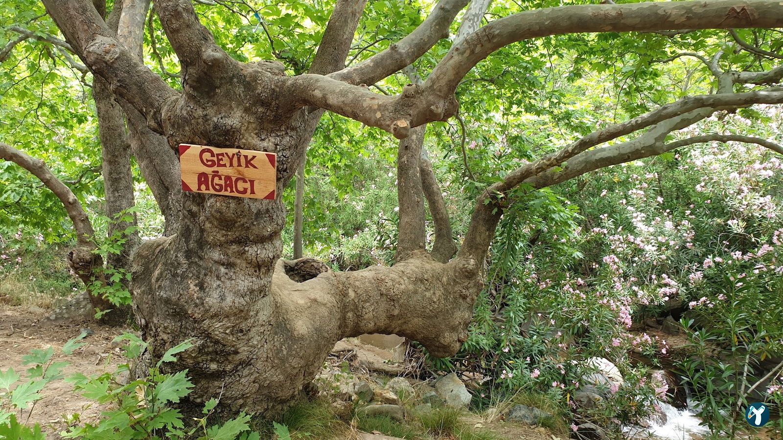 Ece Çağlayanı